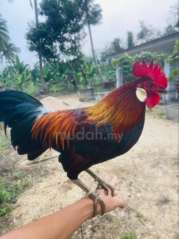 Ayam - photo 2 of 3