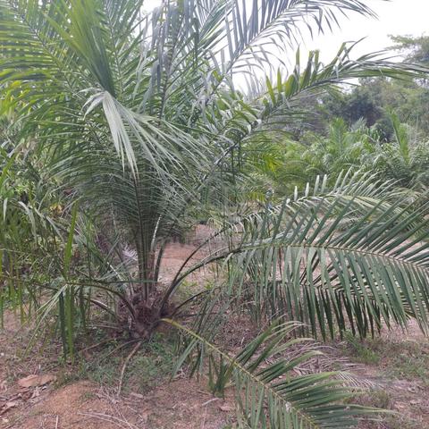Kebun sawit kuala nerang 1