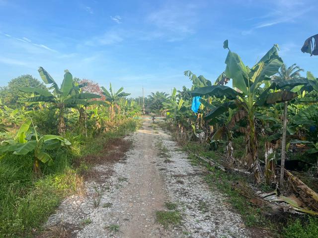 Tanah pertanian berserta rumah di Kampung baru Kukup / Pontian, Johor 1