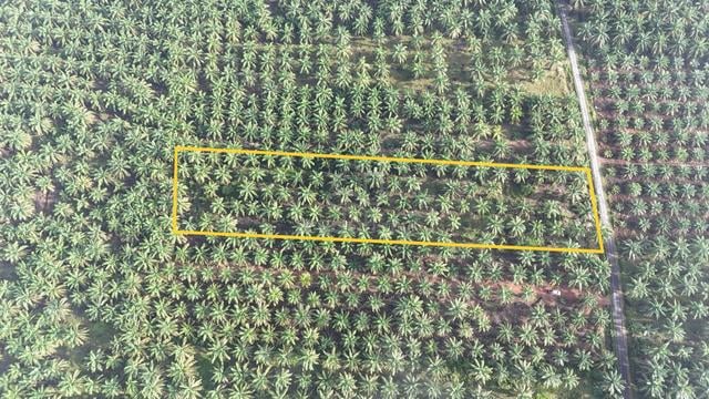 KEBUN SAWIT FREEHOLD 1.9 Ekar Parit Gantong, Parit Raja [MURAH] 1
