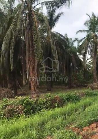 2.4 Ekar Tanah Pokok Sawit Kg Selumpur Mukim Sermin Segamat Johor 1