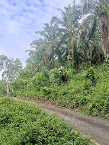 Kebun Sawit Murah below MV 1
