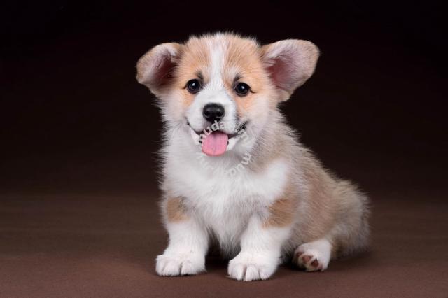 100%Quality Pure bred Corgi MKA Open for viewing - Pets for sale in ...