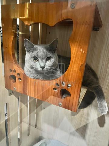 Carousel Image Selected
