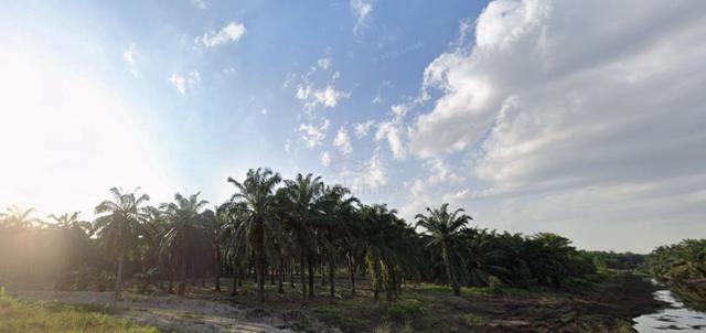Banting, Selangor Agriculture Land (Industrial Zoning)  33.38 Acres 1