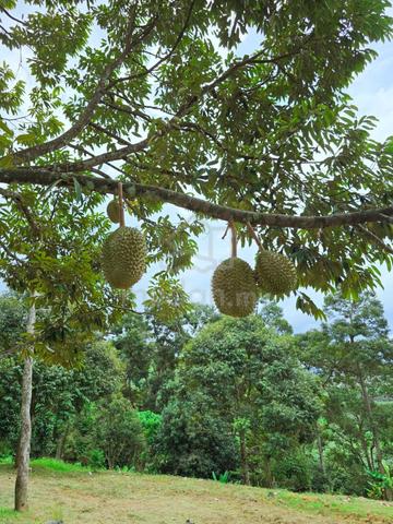 Kuala Kangsar Freehold Premium Durian Orchard Farm For Sales 5