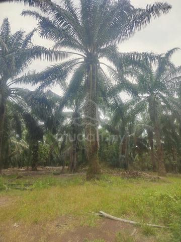 Tanah kebun sawit 2.77 ekar di Jasin 1