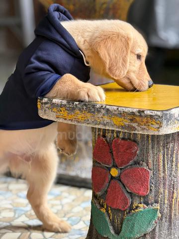Carousel Image