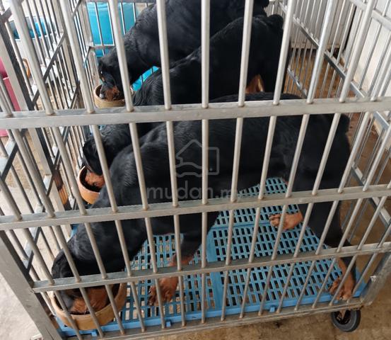 Rottweiler - photo 5 of 5