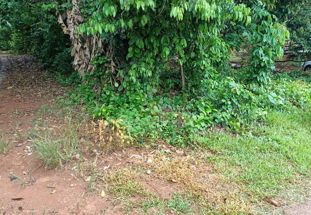 Tanah Kosong Kg Sermin Segamat Johor 1