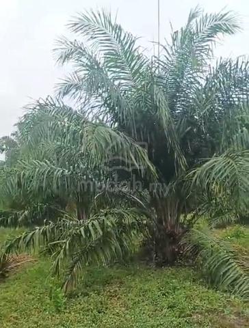 SAWIT Muda🌴 (1.9 Ekar) Sekendi, Sungai Besar, Sabak Bernam 1
