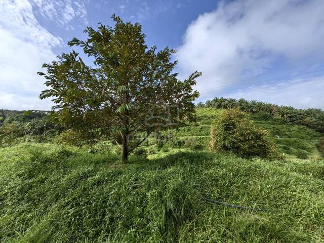19 Acres Freehold Land Durian Benta Sega Raub 1