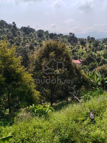 Agricultural Durian Land For Sale @ Raub 1