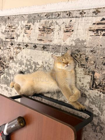 British shorthair - photo 3 of 6