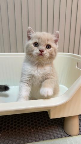BSH Cream Bicolor - photo 3 of 3