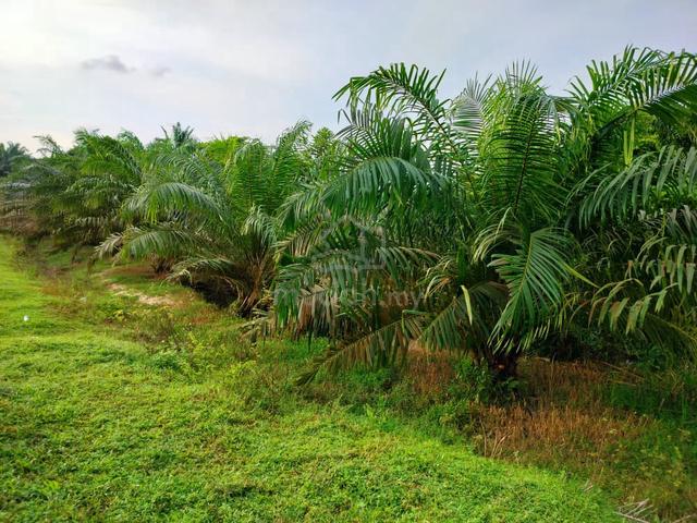 Ladang Sawit 2.68 Ekar R.P.B Gedong- (Felcra) Bidor Perak 1