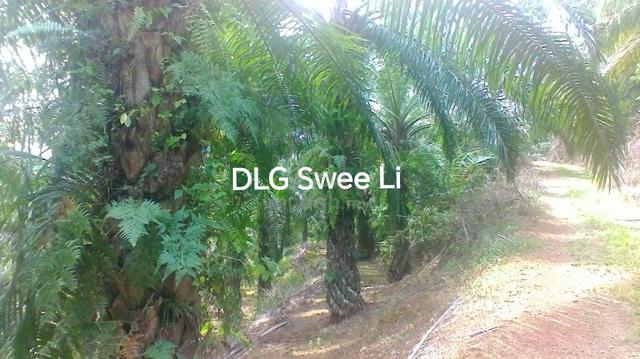 220 acres Palm Oil Platation Kuala Pilah Simpang Dangi Johol to Grab 3