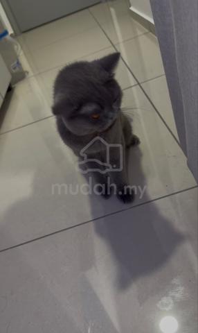 Kucing BSH Male Blue - photo 5 of 5