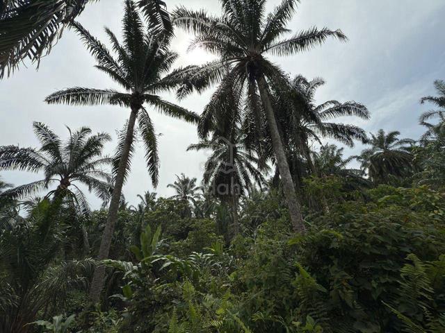 Tanah Pertanian 5 Ekar @ Kg Bukit Nyamuk, Bukit Batu, Kulai📌 1