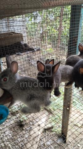 arnab rabbit mix  - photo 3 of 3
