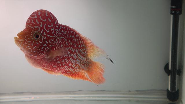 flowerhorn kamfa GB - photo 2 of 6