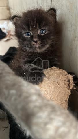 Carousel Image