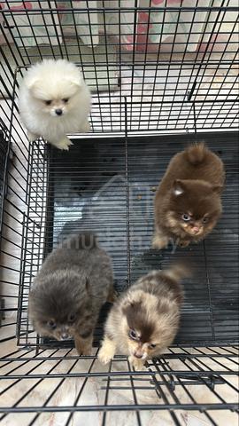 Pomeranian Male n Female Puppies F&M - photo 3 of 4