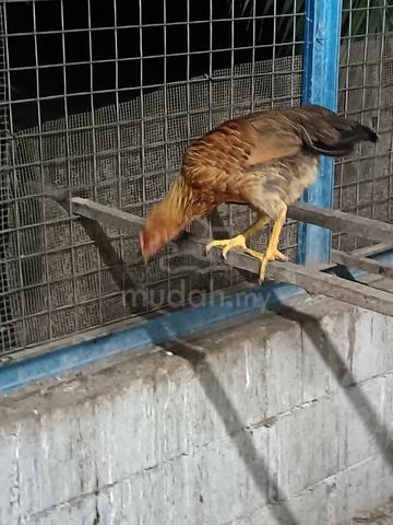 Carousel Image