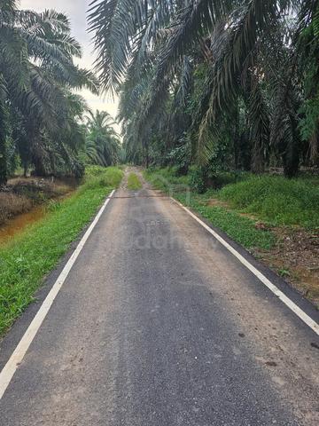 Oil Palm Land at Yong Peng 1