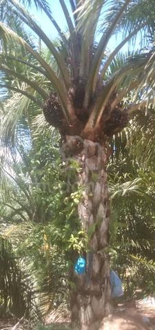 Oil Palm Kinabatangan for Sale 1016.89 acres 1