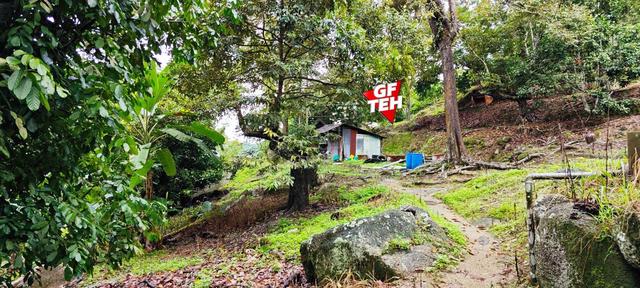 30 acre Agricultural land | Durian Farm | Balik Pulau | Penang 1