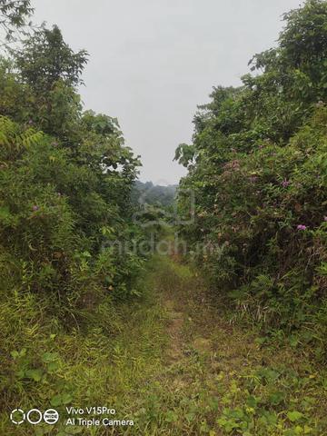 [URGENT] Tanah Sawit Terbiar Freehold 6.6 ekar Kuala Lipis Agriculture 5