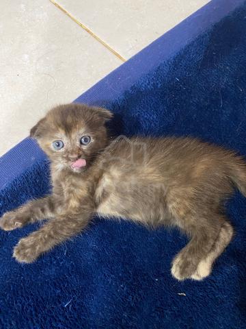 BSH mix SCOTTISH FOLD - photo 2 of 4