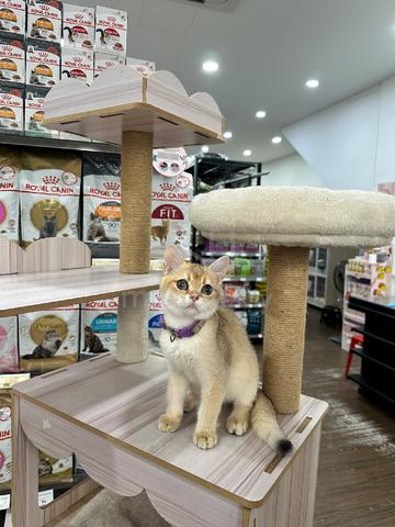 Carousel Image Selected