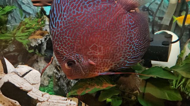 Quality AAA Discus Fish Ikan Sepasang Pair - photo 4 of 6
