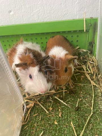 Guinea Pig - Pets for sale in Semenyih, Selangor