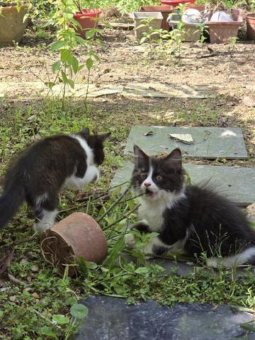 Bsh mix siberian - photo 2 of 3