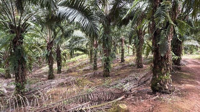 Sabah Oil Palm Land For sale 1