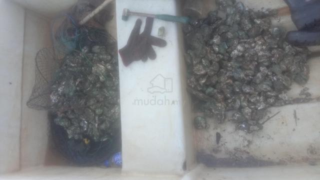 Tiram Freshhh... - photo 4 of 5