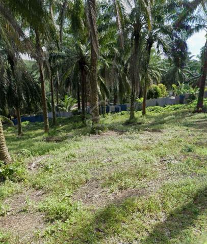 Sedeli Besar‼️Kota Tinggi ‼️Tanah pertanian Murah ‼️ 1