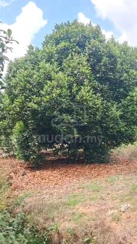 Dusun Durian Untuk Di Jual 1