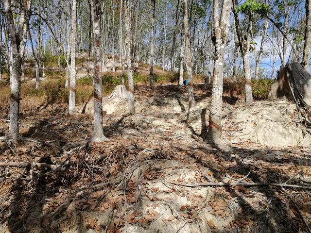31 acres for sale in Sungai Siput, Perak 1