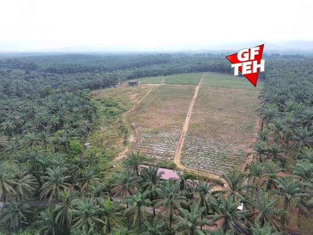 14.22 acre Papaya Garden Agricultural Land Selama Bandar Baharu Kedahb 1
