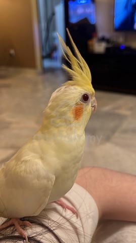 Lutino Cockatiel - photo 2 of 2