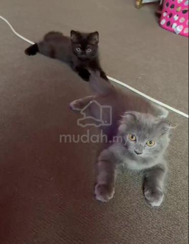 Bsh - photo 4 of 4