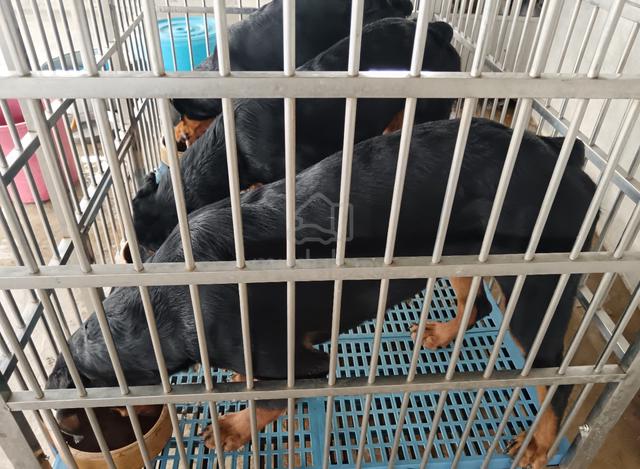 Rottweiler - photo 3 of 5