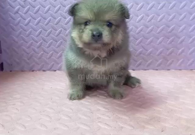 Pomeranian Female puppy - Pets for sale in Wangsa Maju, Kuala Lumpur