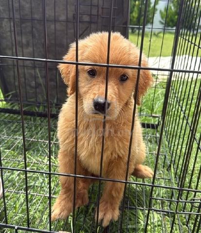 Golden retriever  - photo 2 of 2