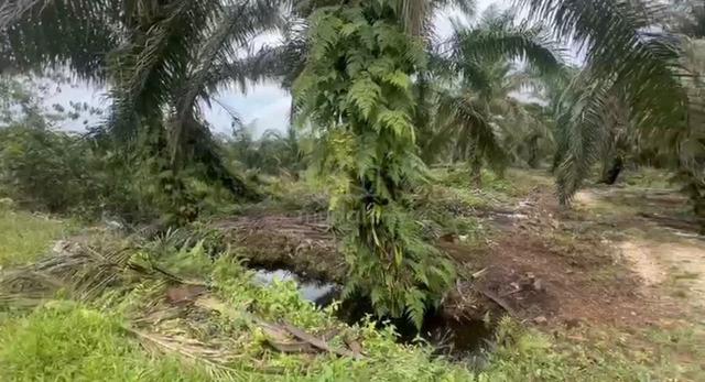 Pekan nanas Johor,agricultural land, 2.68 Ekar 1
