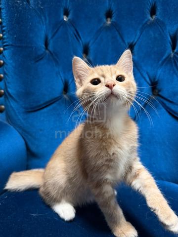 Anak Kucing Gemuk Comel utk Dijual (Umur 4 Bulan) - photo 5 of 6